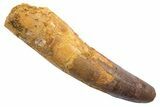 Bargain, Fossil Spinosaurus Tooth - Real Dinosaur Tooth #345573-1